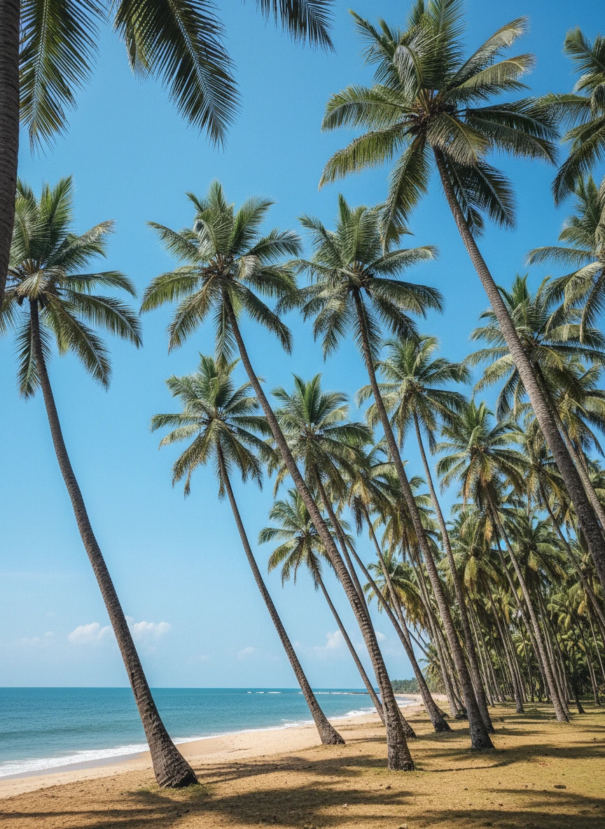 Kerala coconut trees against blue sky tr... 1