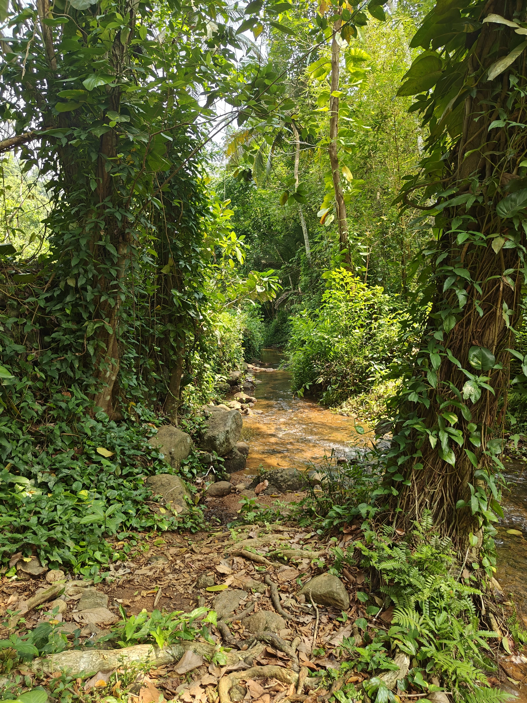 Jungle Stream: Serene Forest Oasis