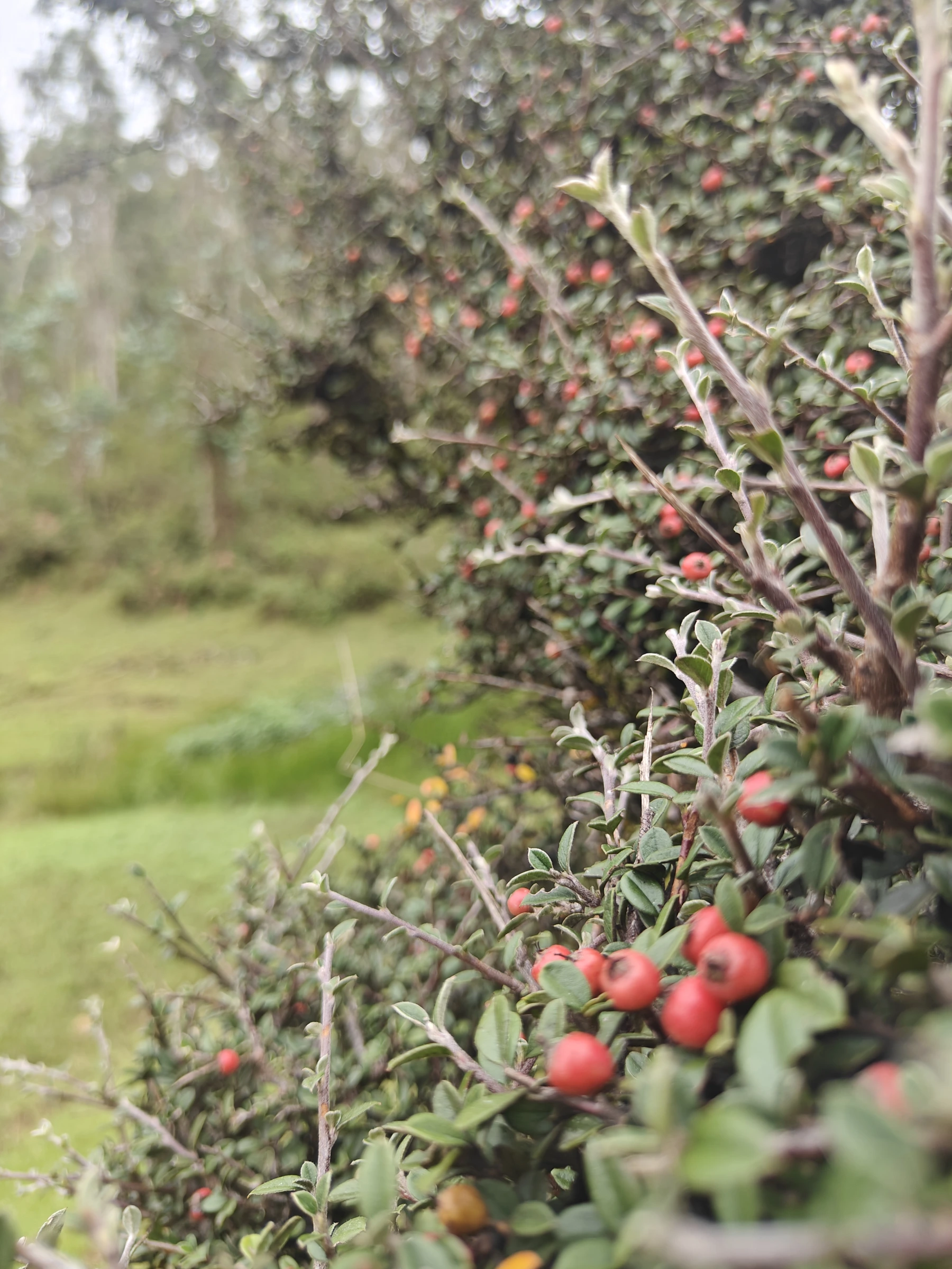 Cotoneaster Bush with Red Berries