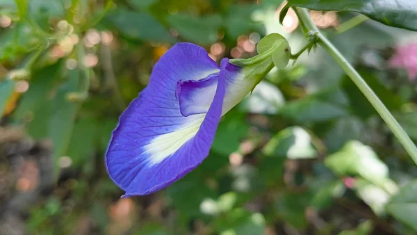 Vibrant Blue Butterfly Pea Flower Macro